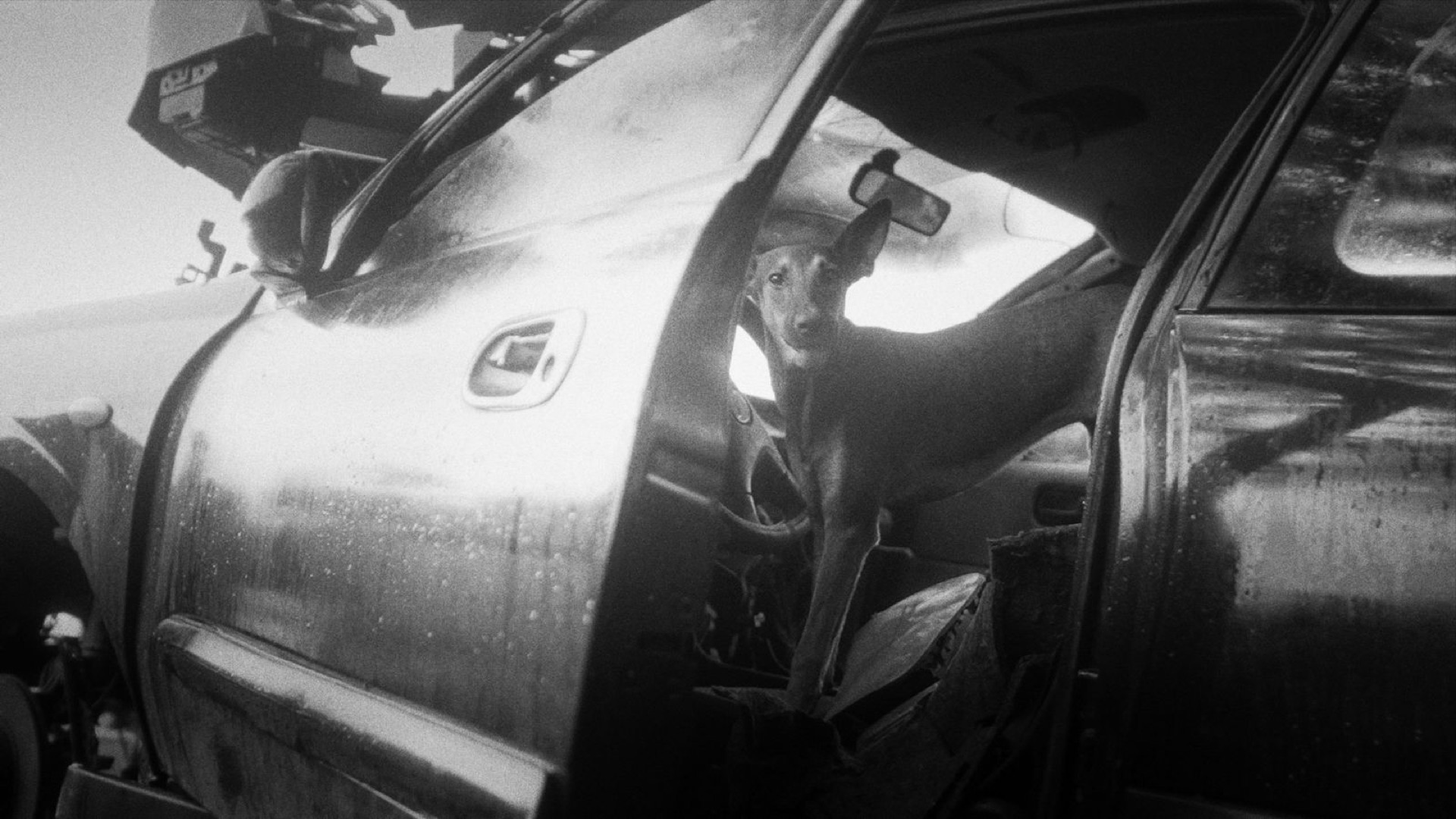 Fotograma de Adicción Salvaje: un perro permanece dentro de un automóvil abandonado